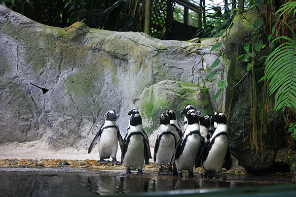 新加坡動物園