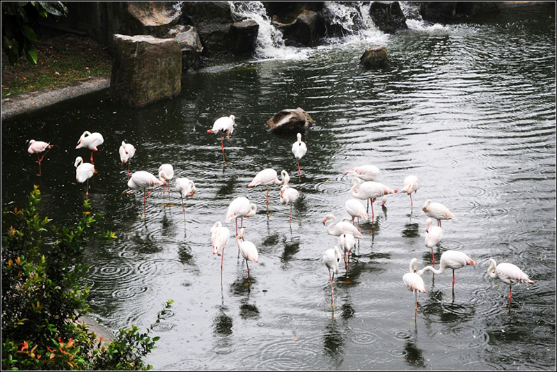 馬來西亞行攻略行程：吉隆玻 - 飛禽公園KL Bird Park