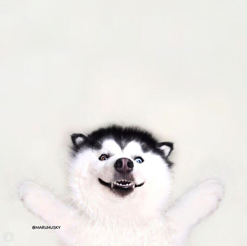 maruhusky