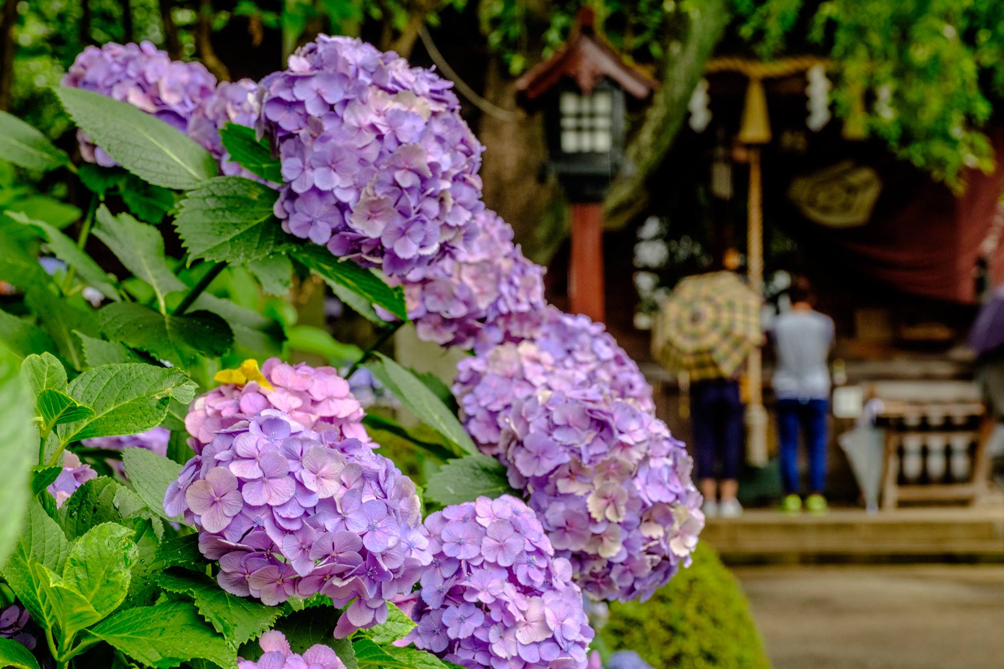 日本寺庙绣球花图片