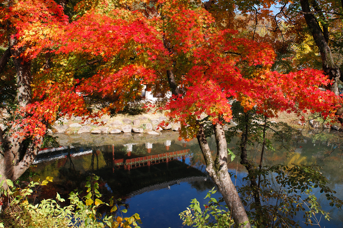 白羊寺 紅葉