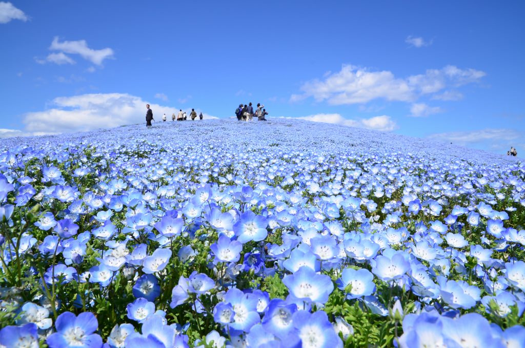 日本 賞花 花園