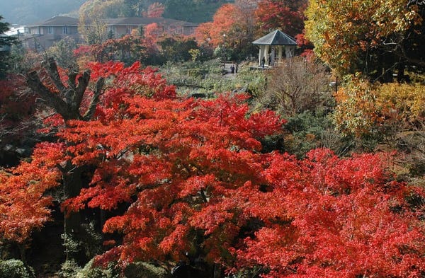 強羅公園