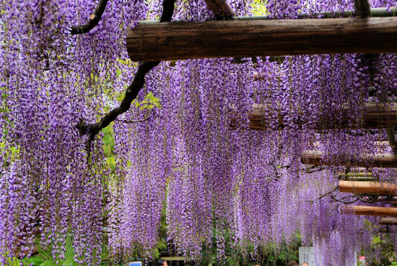 日本6大賞藤花名所