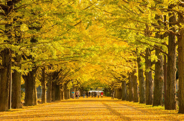 國營昭和紀念公園