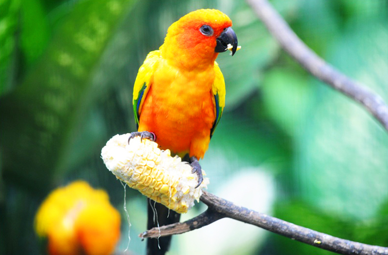 馬來西亞行攻略行程：吉隆玻 - 飛禽公園KL Bird Park