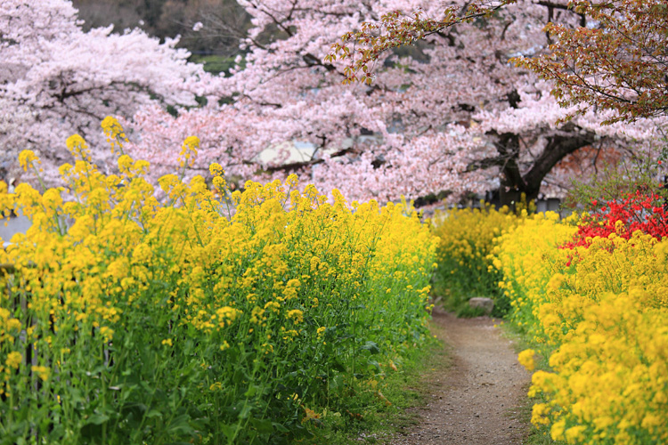 京都櫻花