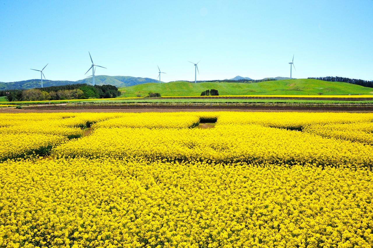 日本 賞花 花園