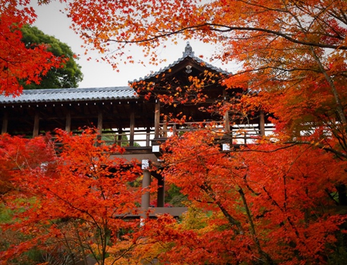 東福寺 京都賞紅葉