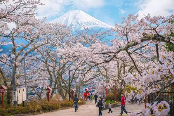 日本4大賞櫻勝地推薦