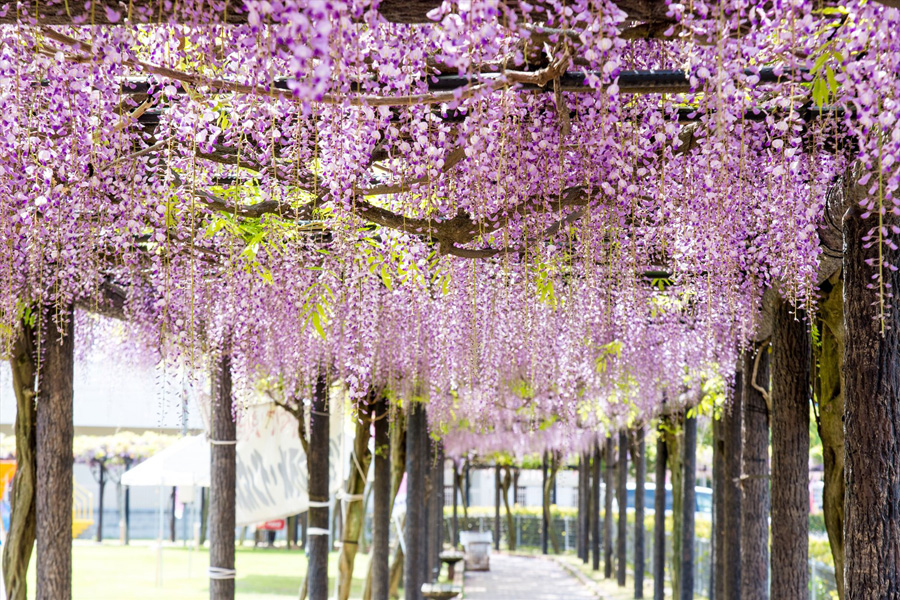 日本6大賞藤花名所