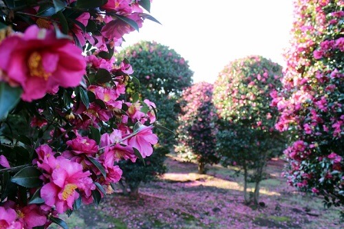 濟州島賞山茶花3大去處