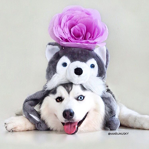 maruhusky