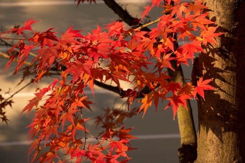 東福寺 京都賞紅葉