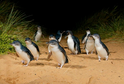 墨爾本菲利普島 小企鵝