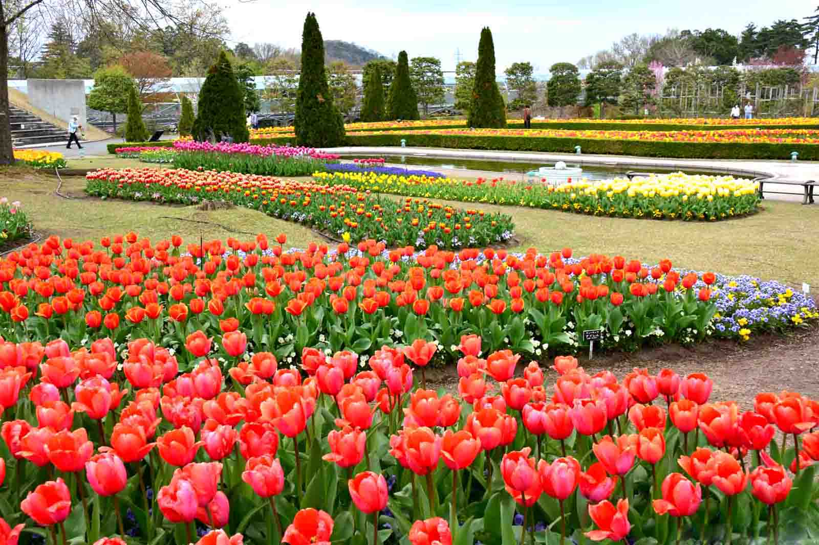 日本 賞花 花園