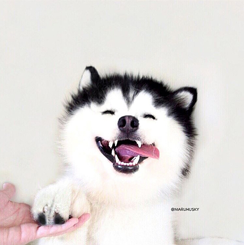 maruhusky