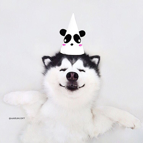 maruhusky