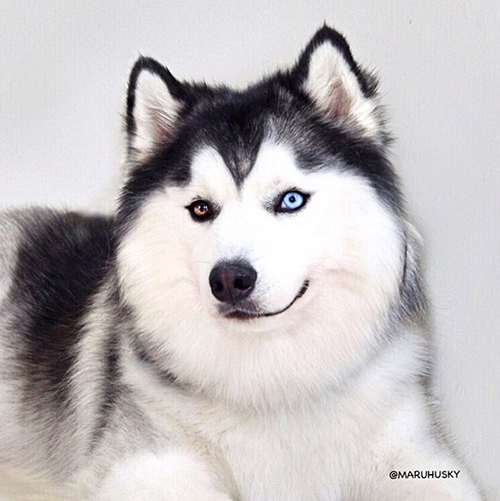 maruhusky