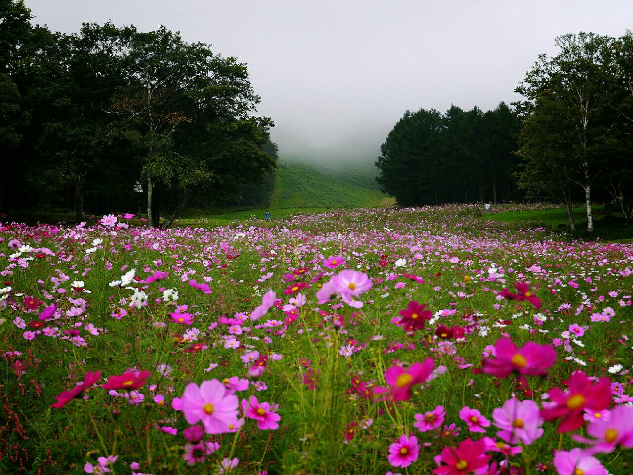 日本 賞花 花園