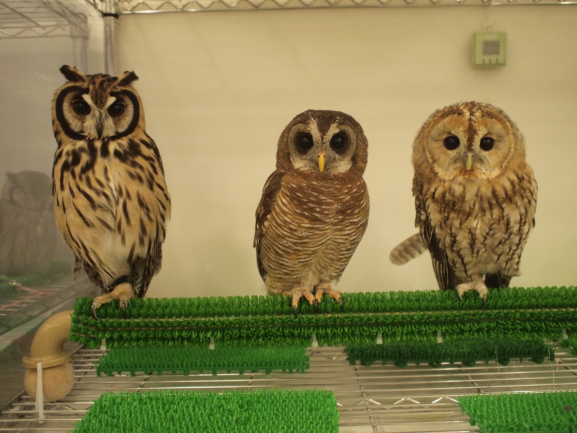 Owl Family