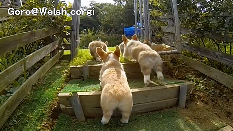 4 running Corgi