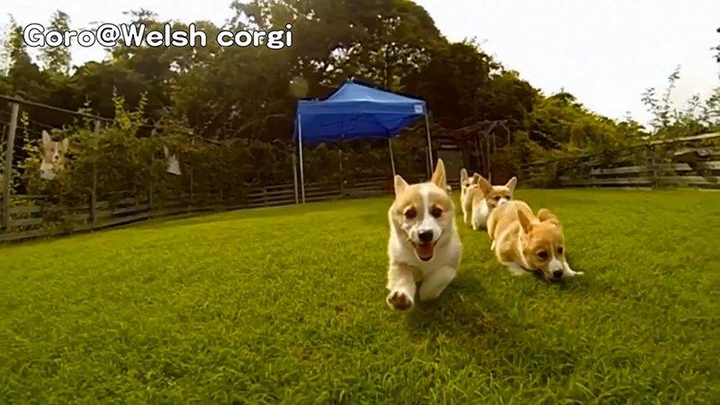 4 running Corgi