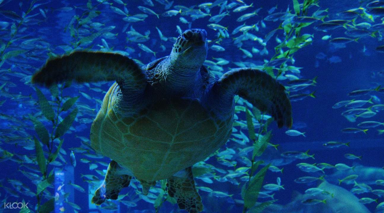 釜山水族館