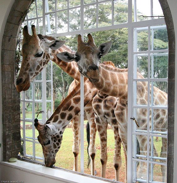 Giraffe Manor