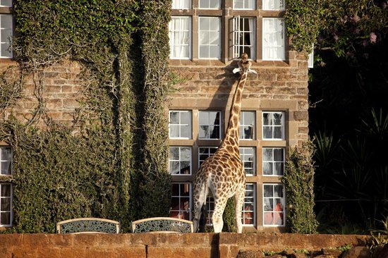 Giraffe Manor