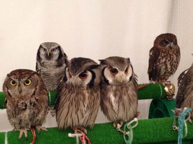 Owl Family