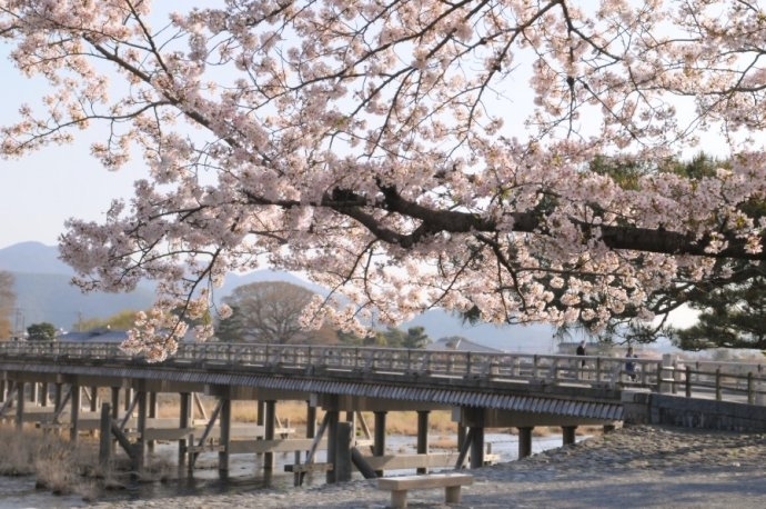 京都市西京區嵐山