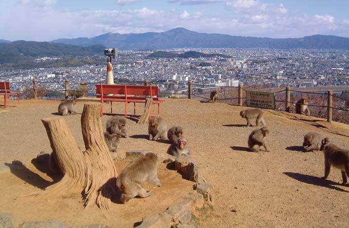 京都市西京區嵐山