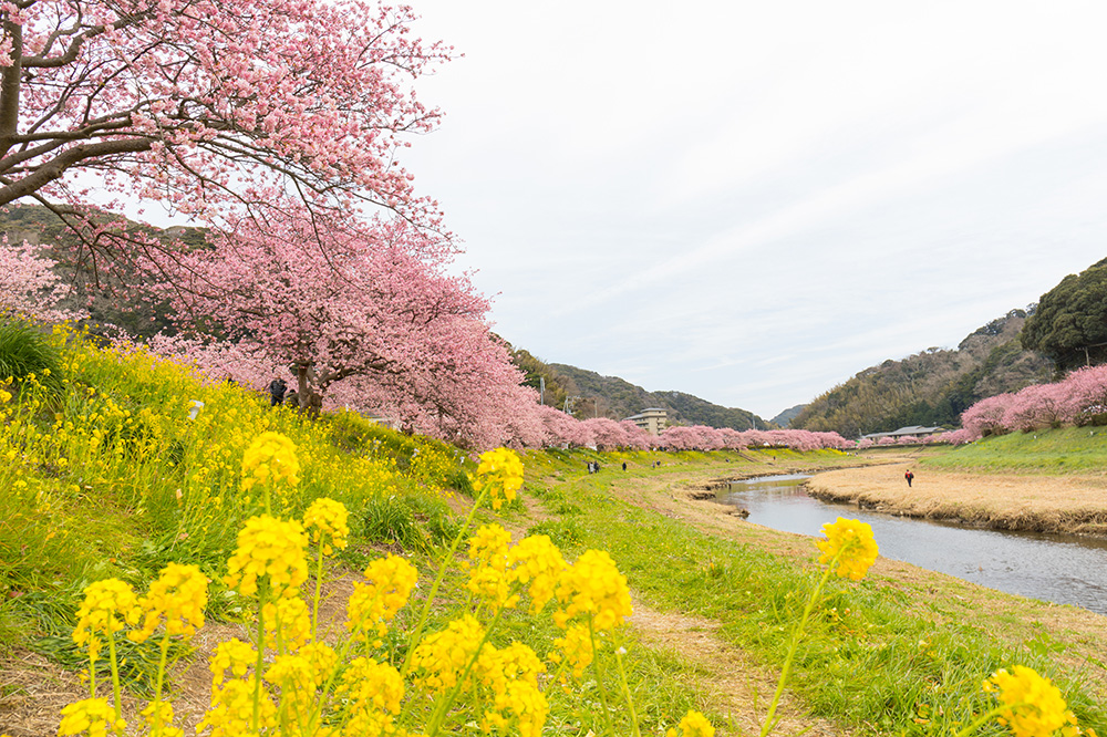 河津櫻