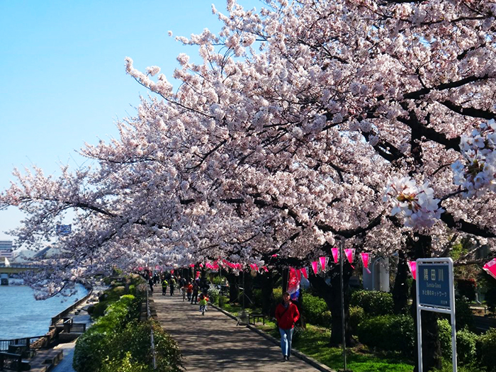 日本櫻花2016東京賞櫻名所02