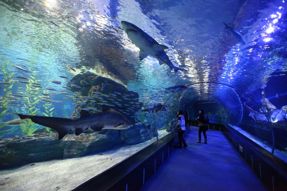 釜山水族館