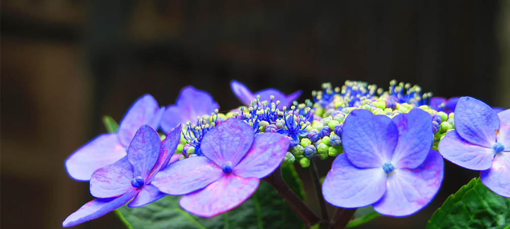 東京自由行,文京綉球花, 繡球花祭,東京文京,日本東京,日本綉球花,日本文京,日本自由行