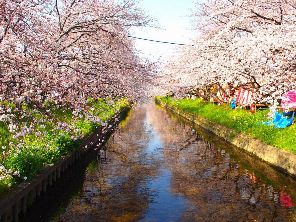 旅遊趣事, 日本櫻花, 日本櫻花預測