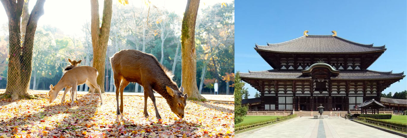 日本,日本自由行,關西自由行,奈良,奈良自由行,奈良鹿,奈良一日遊,奈良旅遊,日本奈良縣