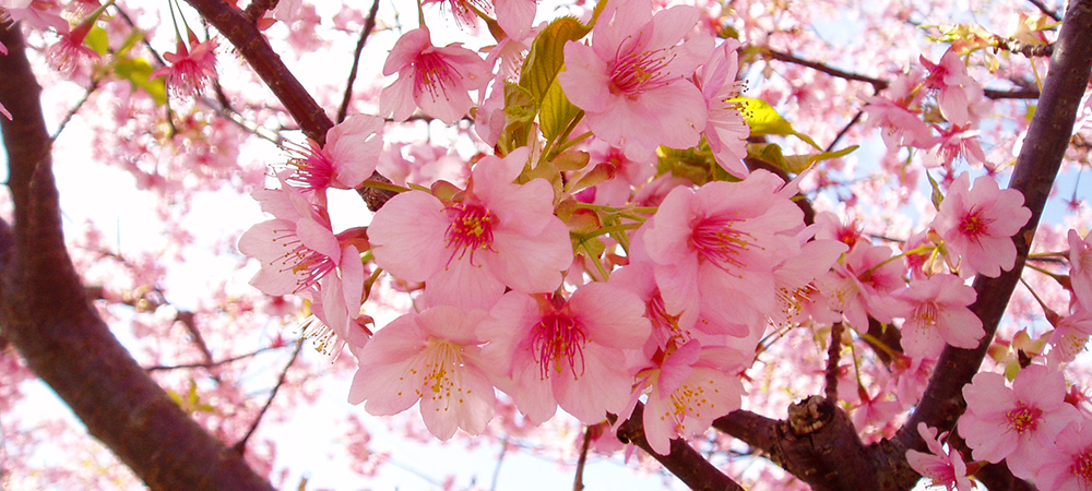 日本櫻花,日本櫻花2016,日本賞櫻,賞櫻景點,櫻花預開期,櫻花開花