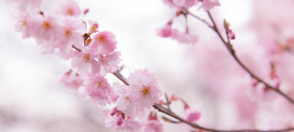 日本櫻花,日本櫻花2016,日本賞櫻,賞櫻景點,櫻花預開期,櫻花開花