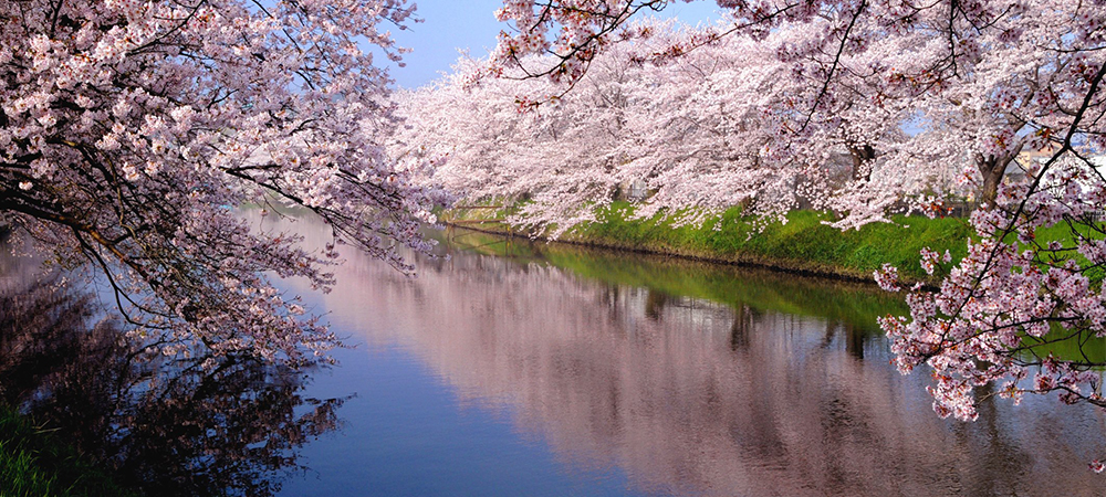 日本櫻花,旅遊趣事,日本櫻花預測