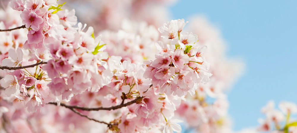 日本櫻花,日本櫻花2016,日本賞櫻,賞櫻景點,櫻花預開期,櫻花開花