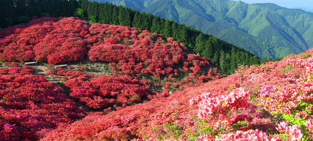 日本自由行, 日本櫻花, 日本櫻花2016, 日本奈良縣,葛城山, 杜鵑花