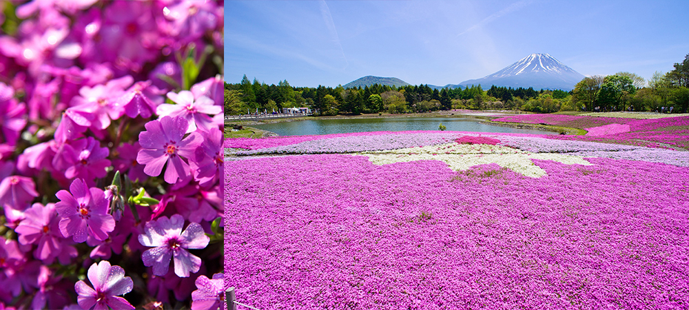 旅遊資訊, 主題遊,富士山,日本,櫻花,櫻花季,芝櫻祭