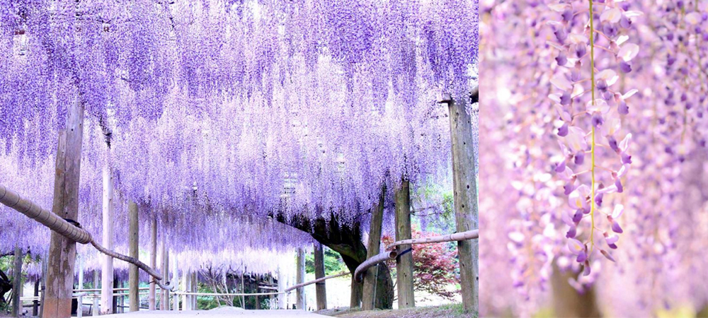 4月,5月北九州,日本,福岡,紫藤花園