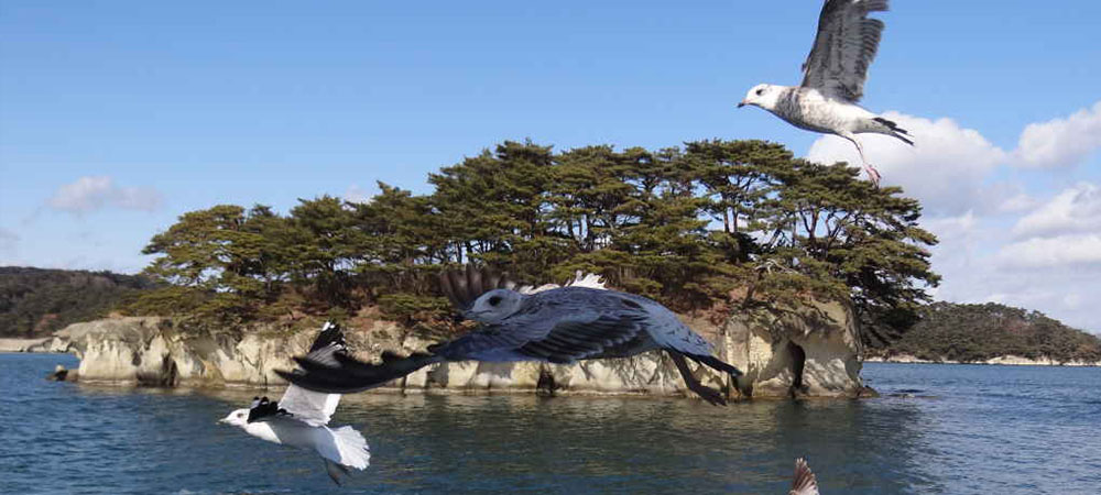 日本仙台,仙台松島,仙台自由行,松島自由行