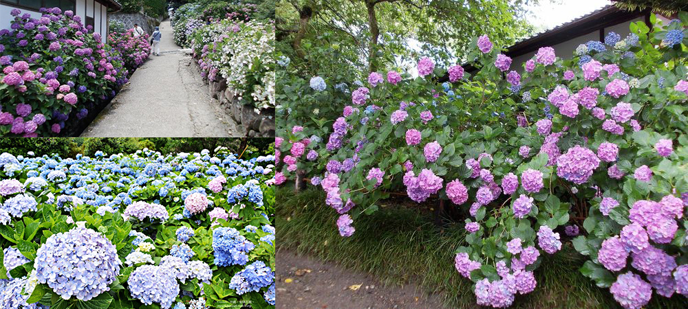 日本自由行,日本賞花,紫陽花,日本旅遊