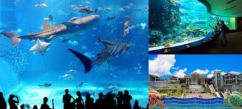 沖繩自由行,日本沖繩,沖繩景點,水族館