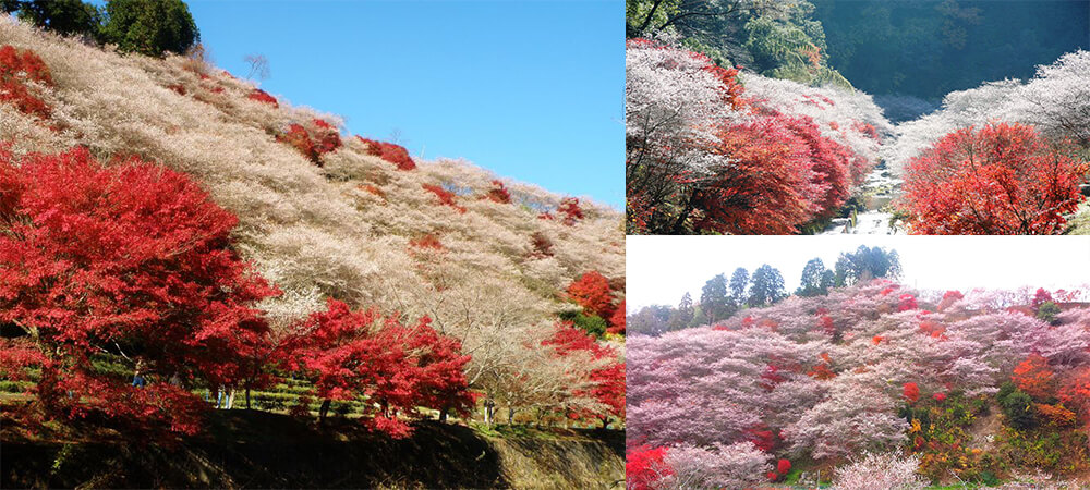 日本自由行,日本愛知縣,名古屋近郊,小原四季櫻